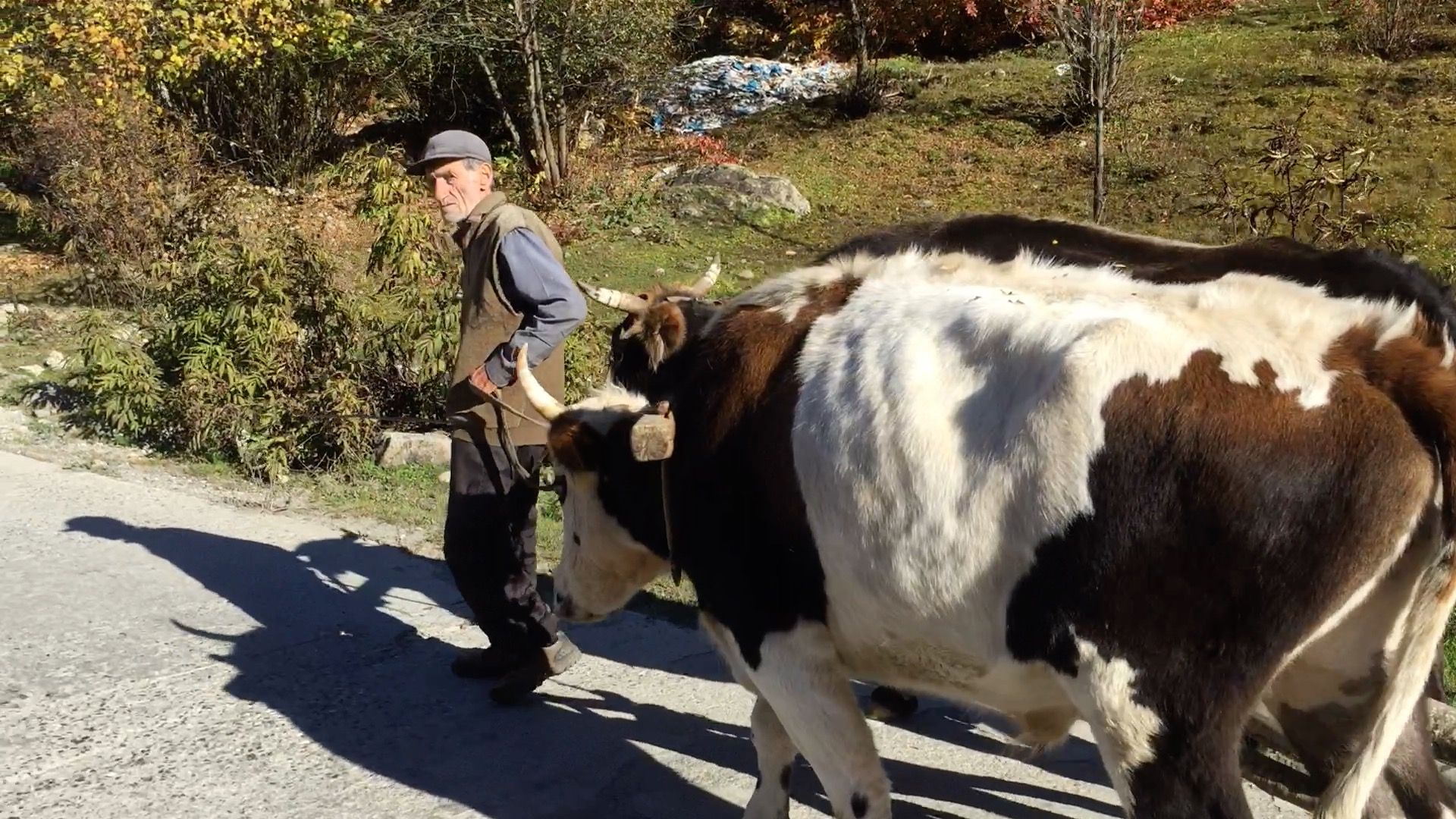 Georgien_Ochsen.jpg Georgien_Ochsen